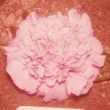 Fannie E.